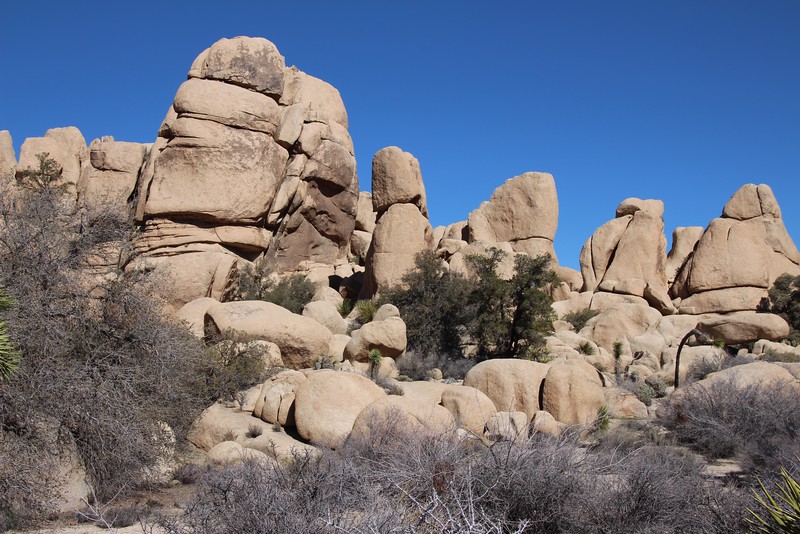 Joshua Tree